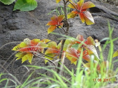 Hymenodictyon obovatum