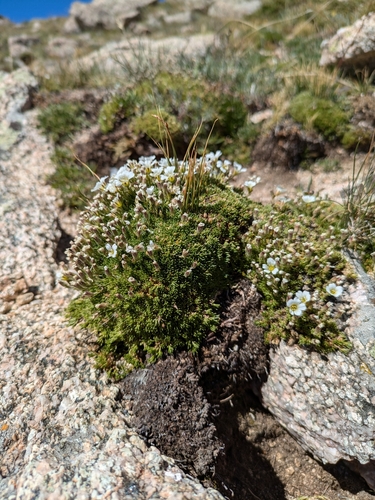 Image of Alpine Sandwort (Cherleria obtusiloba) by (c) MtBotany, some rights reserved (CC BY-SA)