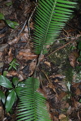 Dioon edule