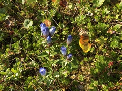 Gentiana platypetala