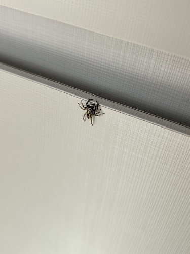 Gray Wall Jumping Spider
