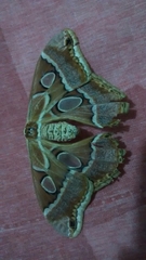 Rothschildia cinctus