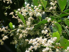 Lagerstroemia microcarpa