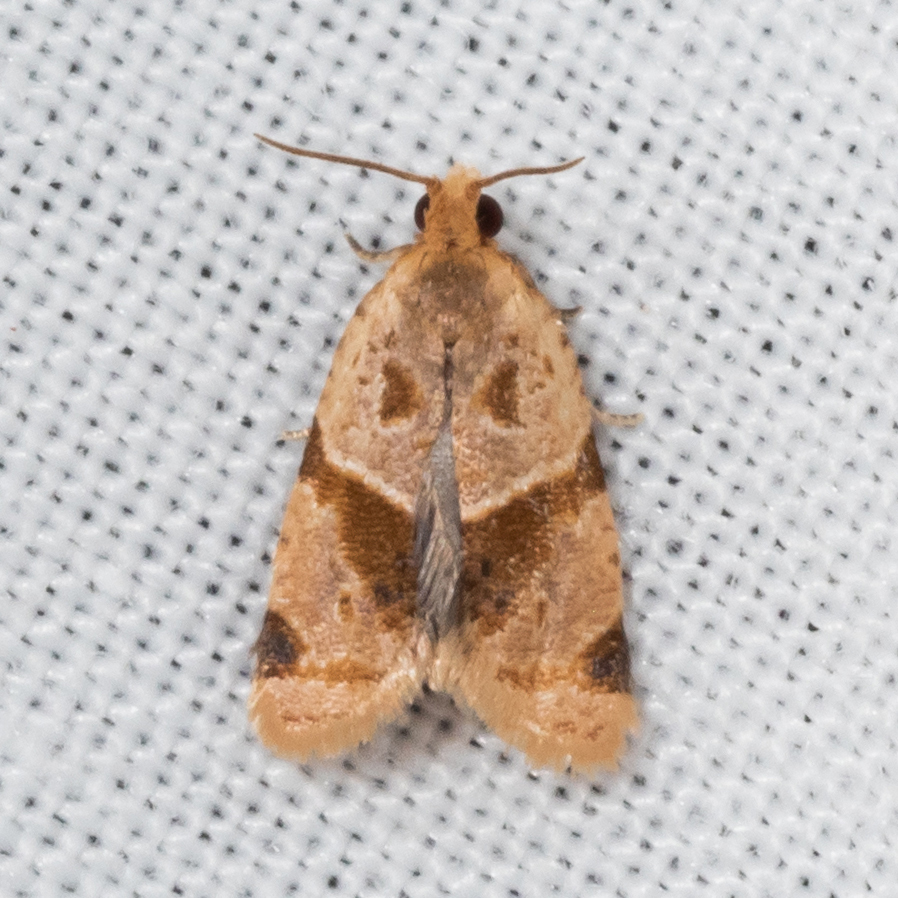 Tortricine Leafroller Moths