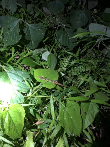 Takydromus sexlineatus