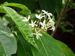 Holarrhena pubescens