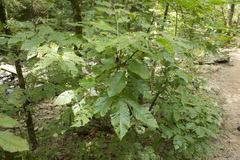 Castanea ozarkensis