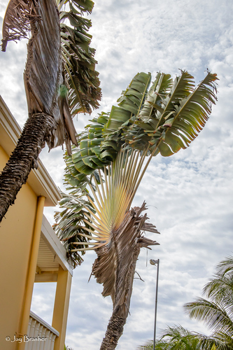 Ravenala madagascariensis — photo 2