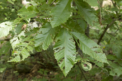Castanea ozarkensis