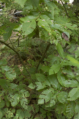 Castanea ozarkensis