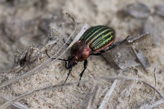 Carabus nitens