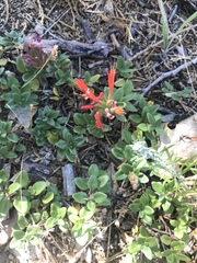 Monardella macrantha