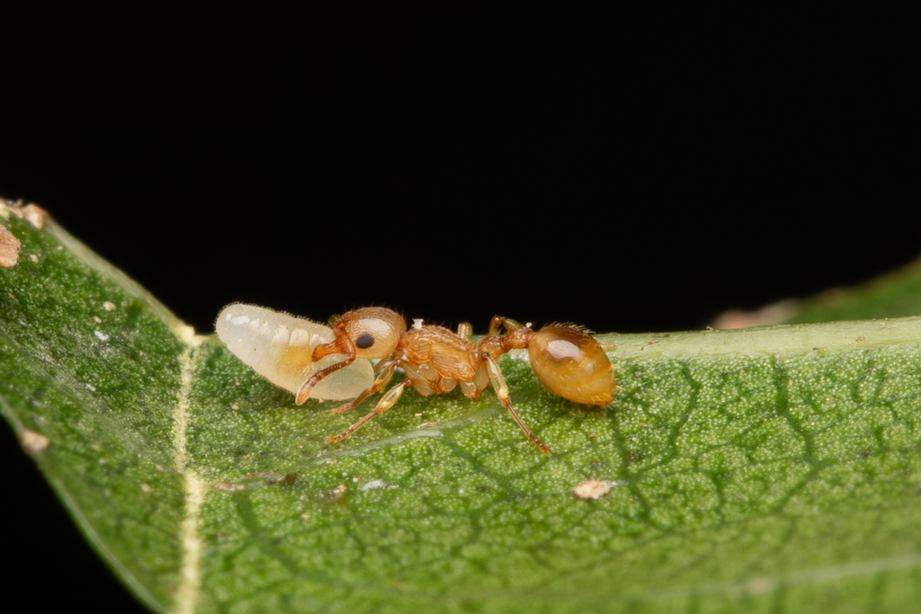 Rotastruma