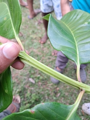 Syzygium stocksii, photograph (c) Rama Narayanan, some rights reserved (CC BY)