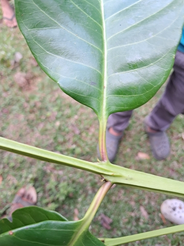 Syzygium stocksii, photograph 2