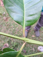 Syzygium stocksii, photograph (c) Rama Narayanan, some rights reserved (CC BY)
