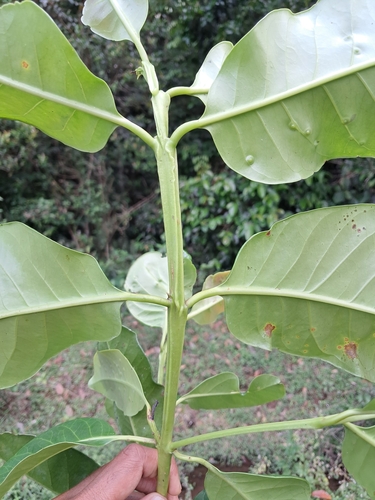 Syzygium stocksii, photograph 4