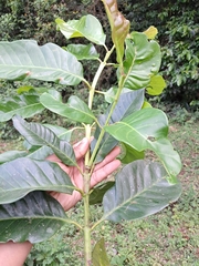Syzygium stocksii, photograph (c) Rama Narayanan, some rights reserved (CC BY)