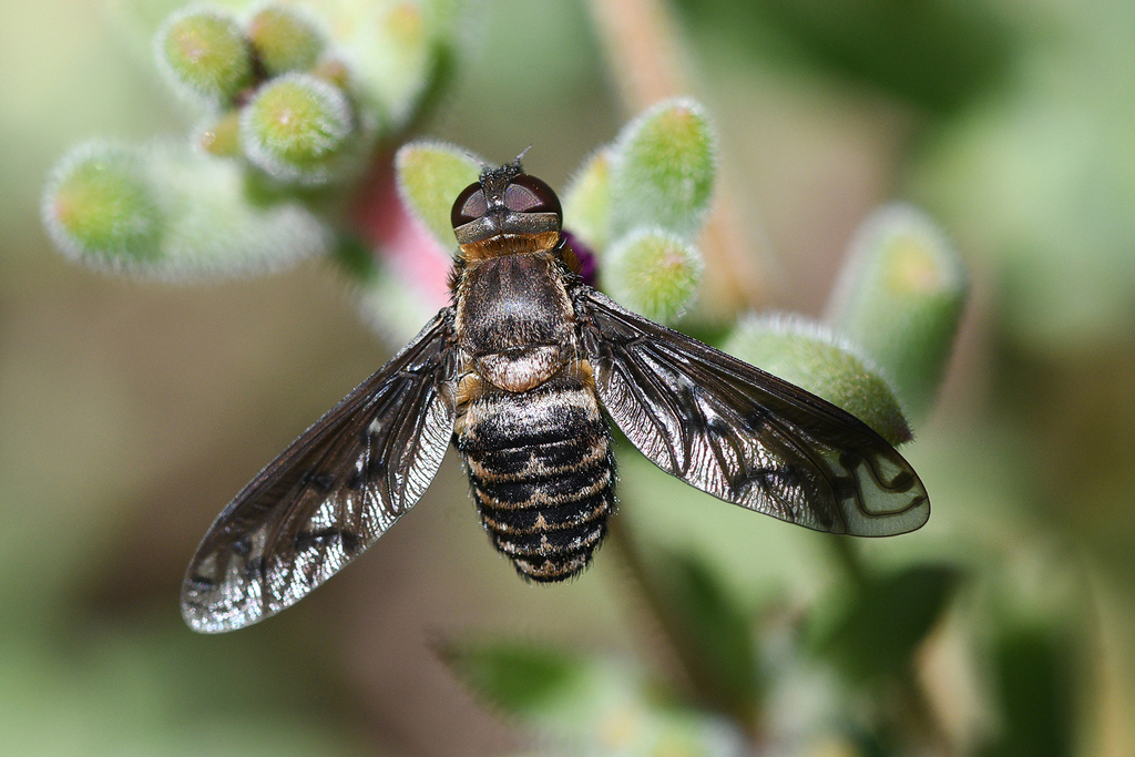 Heteralonia maculifera