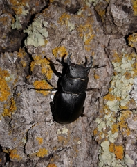 Lucanus mazama