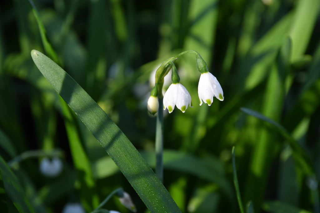Leucojum pulchellum