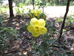 Aureolaria grandiflora