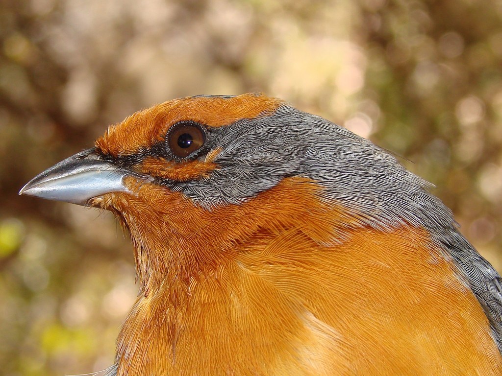 Cochabamba Mountain Finch (Poospiza garleppi) photo