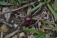 Brachystethus rubromaculatus