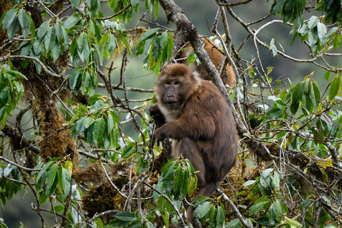White-cheeked Macaque (Macaca leucogenys) — Endangered Mammalia