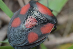Brachystethus rubromaculatus