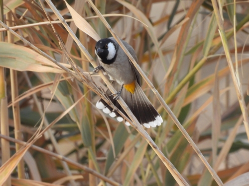 White-eared Bulbul