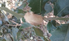 Heteroecus dasydactyli