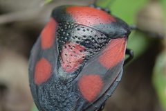 Brachystethus rubromaculatus