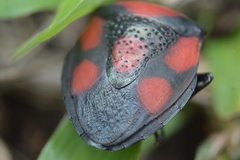 Brachystethus rubromaculatus