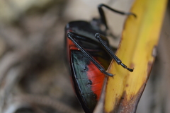 Brachystethus rubromaculatus
