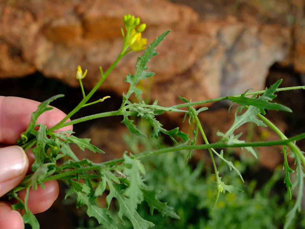 Sisymbrium burchellii