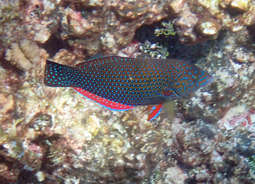 Blue spotted wrasse (Anampses caeruleopunctatus) — Labridae — 5