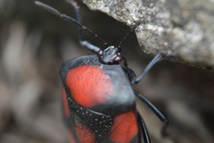 Brachystethus rubromaculatus