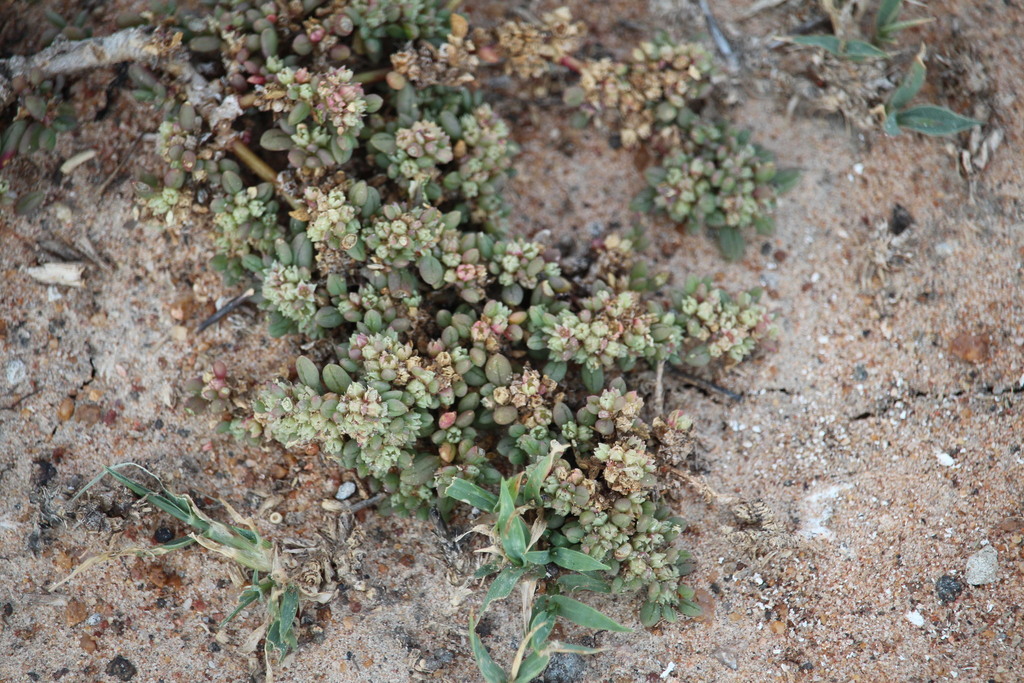 Trianthema vleiense