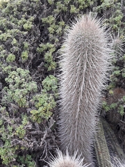 Trichocereus chiloensis litoralis