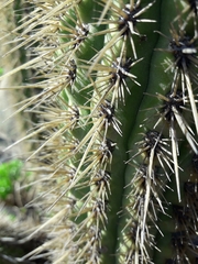 Trichocereus chiloensis litoralis