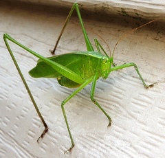 Scudderia curvicauda