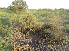 Rhamnus erythroxyloides