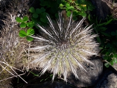 Trichocereus chiloensis litoralis