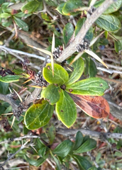 Barberry (Berberis microphylla)