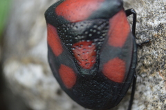 Brachystethus rubromaculatus