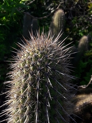 Trichocereus chiloensis litoralis