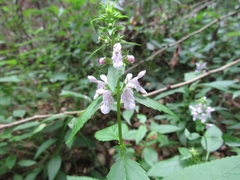 Stachys tenuifolia