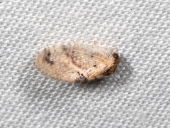 Megalomus carpenteri