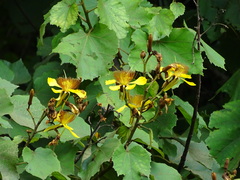 Erinocarpus nimmonii